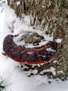 Fomitopsis pinicola 115306753