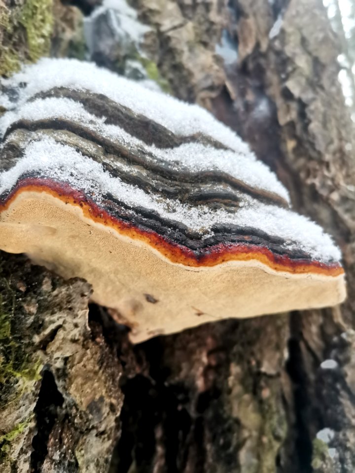 Fomitopsis pinicola 114907402