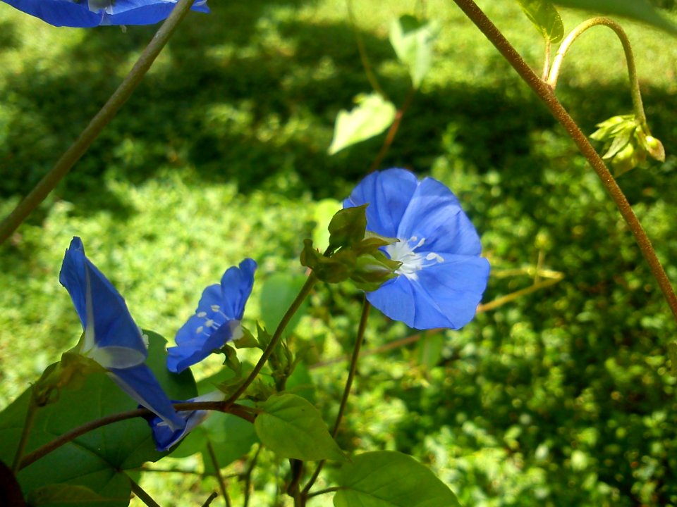 Flower @ Cubbon Park -9