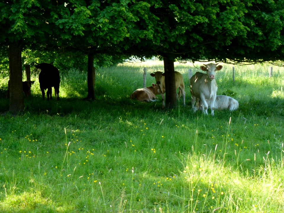 Fontaine-l'Abbé (Eure, Fr) vaches dans un pré