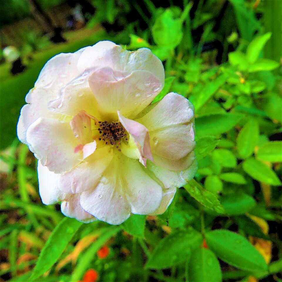 White rose garden