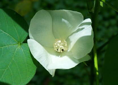 Blossom bloom plant