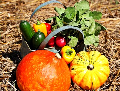 Paprika radishes autumn photo