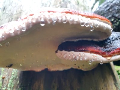 Fomitopsis pinicola 93235760