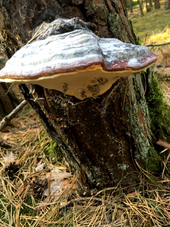 Fomitopsis pinicola 94949750