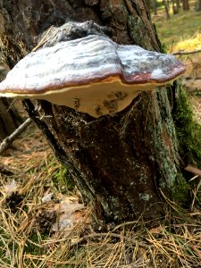 Fomitopsis pinicola 94949750