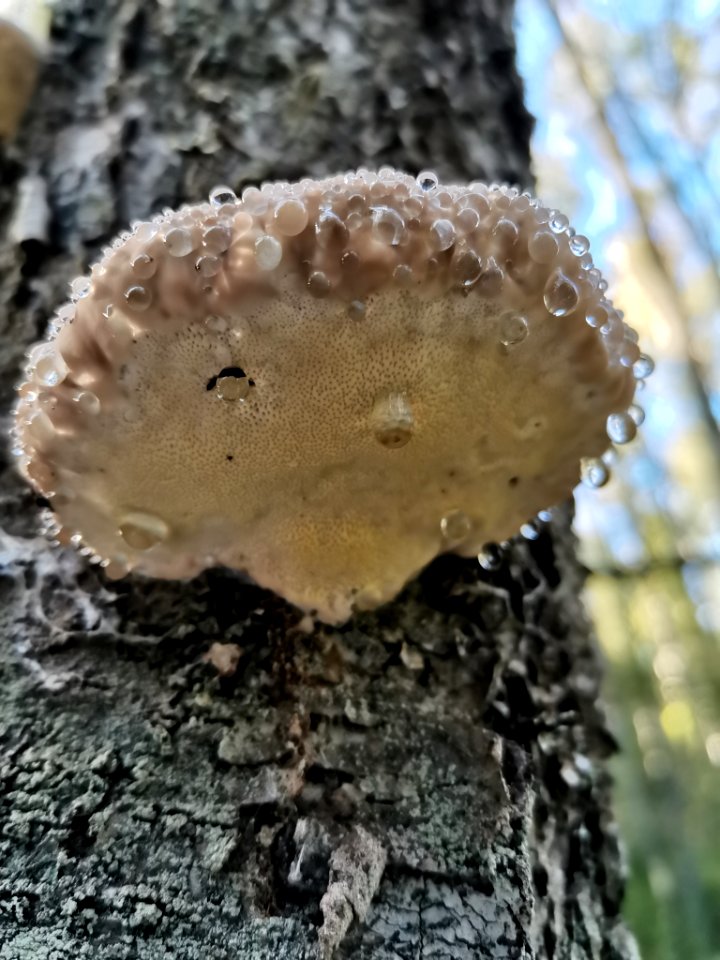 Fomitopsis pinicola 95995330