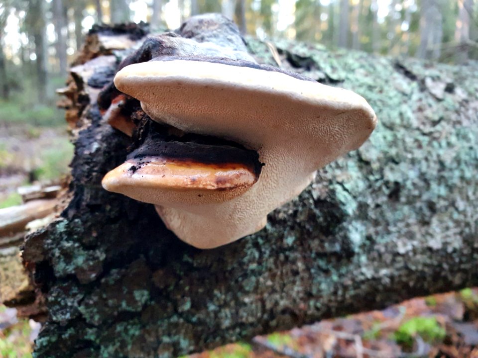 Fomitopsis pinicola 105372429
