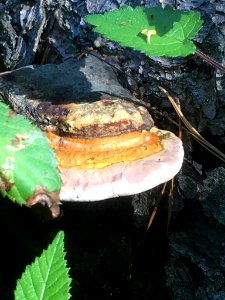 Fomitopsis pinicola 96749346 photo