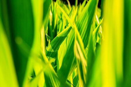 Corn closeup green