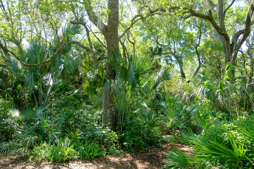 Foliage - Bok Tower Gardens - DSC02101