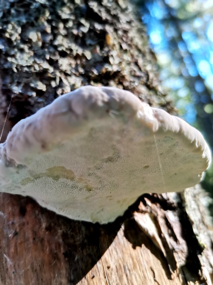 Fomitopsis pinicola 92245156