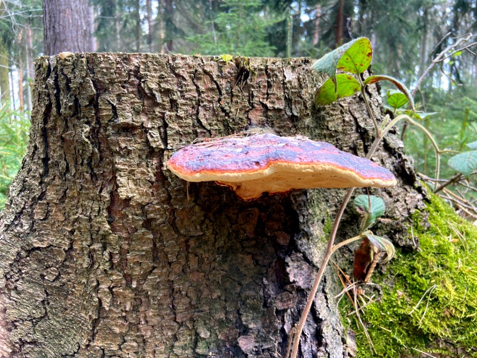 Fomitopsis pinicola 122941493