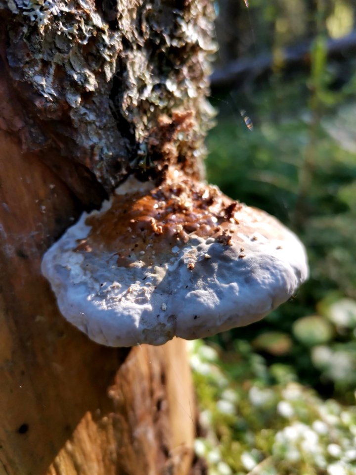 Fomitopsis pinicola 92245147