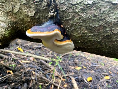 Fomitopsis pinicola 94768946 photo