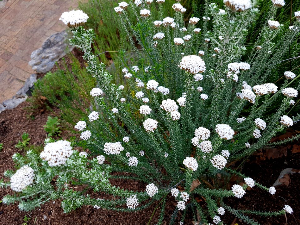 Flowers at Kirstenbosch botanical garden, Cape Town 21