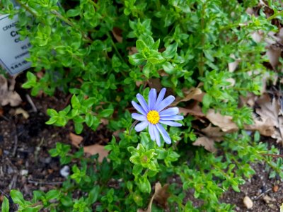 Flowers at Kirstenbosch botanical garden, Cape Town 25