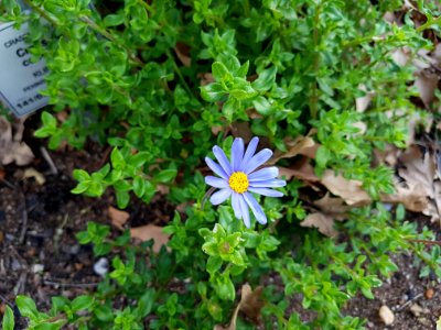 Flowers at Kirstenbosch botanical garden, Cape Town 25 photo