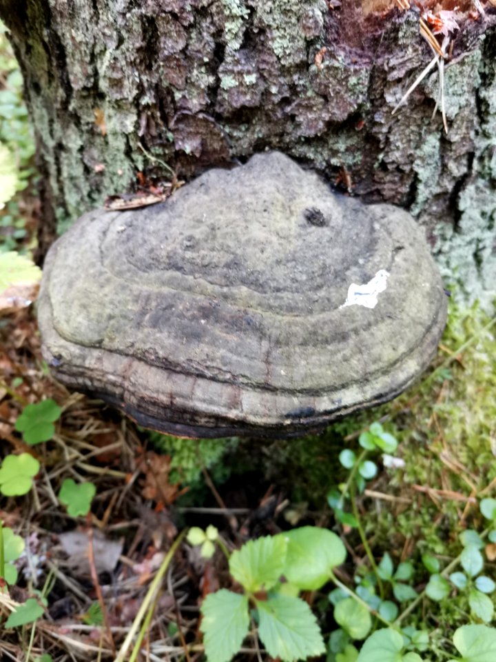 Fomitopsis pinicola 92242319