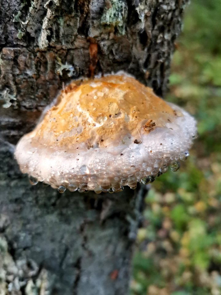 Fomitopsis pinicola 95994043