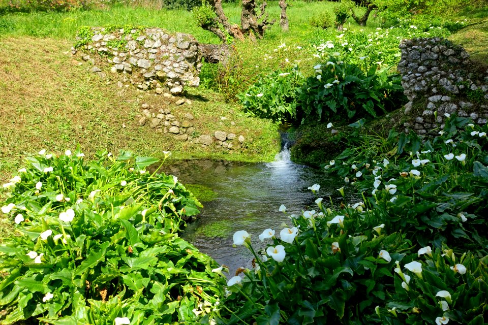 Flowers and water - Giardino di Ninfa, Italy - DSC03011