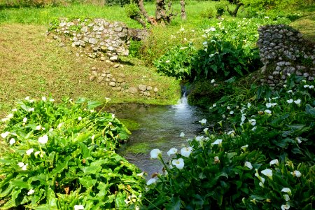 Flowers and water - Giardino di Ninfa, Italy - DSC03011