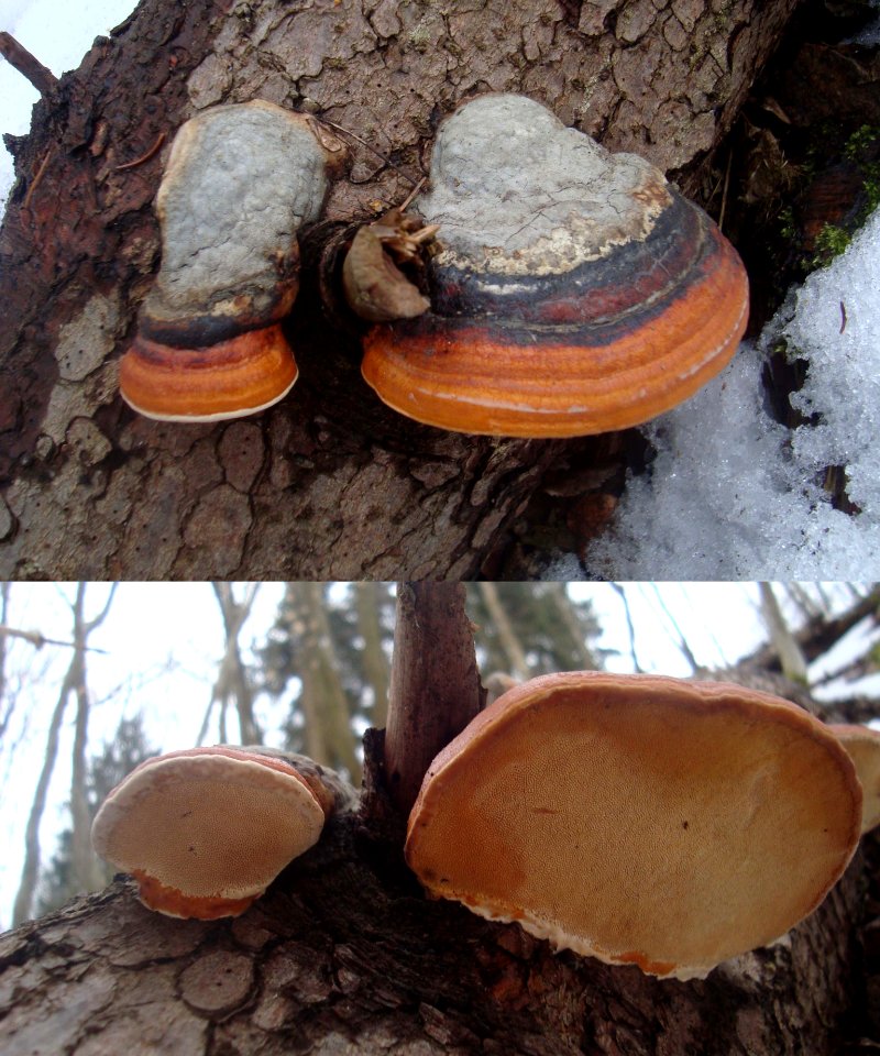 Fomitopsis pinicola 2 Podkomorské lesy