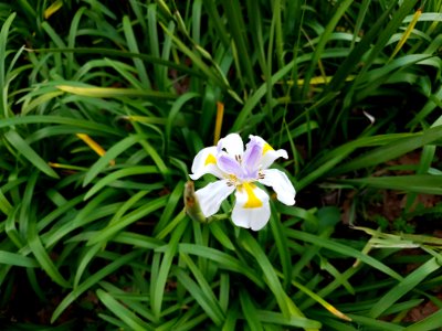 Flowers at Kirstenbosch botanical garden, Cape Town 28