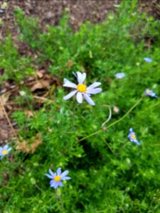 Flowers at Kirstenbosch botanical garden, Cape Town 16