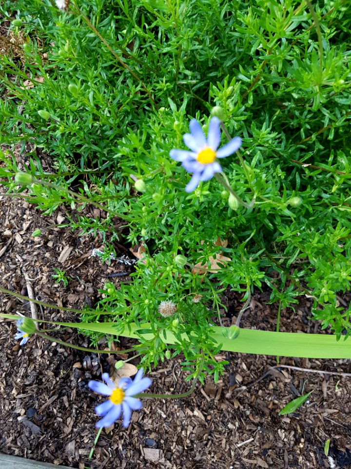Flowers at Kirstenbosch botanical garden, Cape Town 14