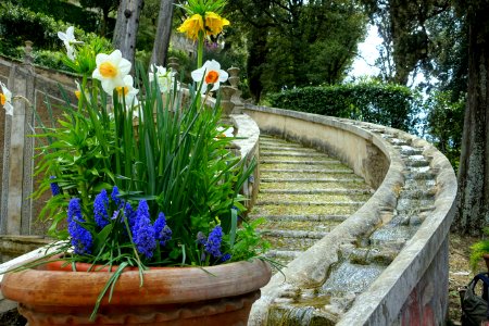 Flowers and water chain - Villa d'Este - Tivoli, Italy - DSC03963