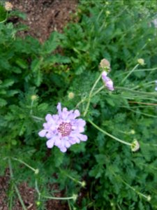 Flowers at Kirstenbosch botanical garden, Cape Town 12 photo