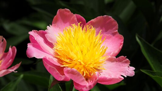 Yellow flower center