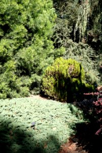 Foliage - Leaning Pine Arboretum - DSC05413