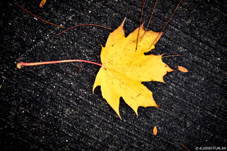 Foliage Untitled 4 (187369535)