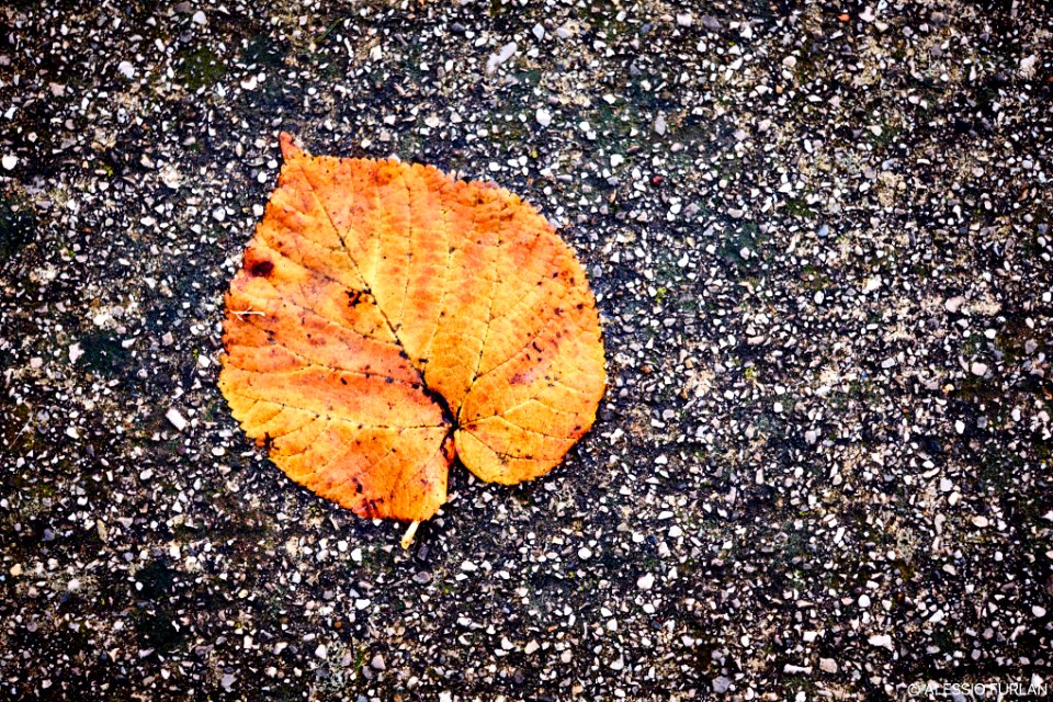 Foliage Untitled 1 (187369517)