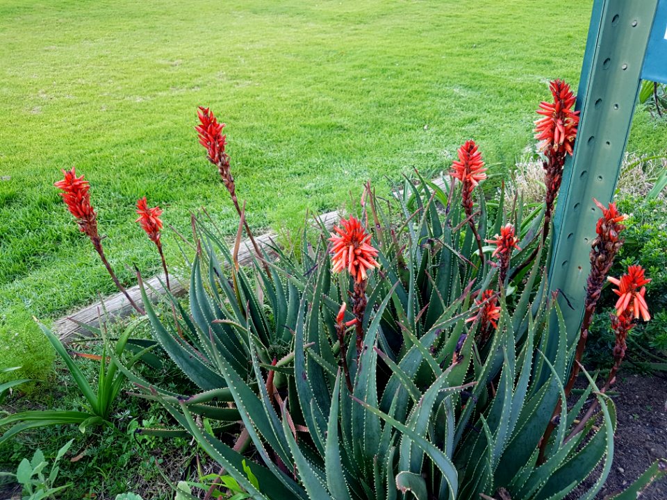 Flowers at Kirstenbosch botanical garden, Cape Town 07