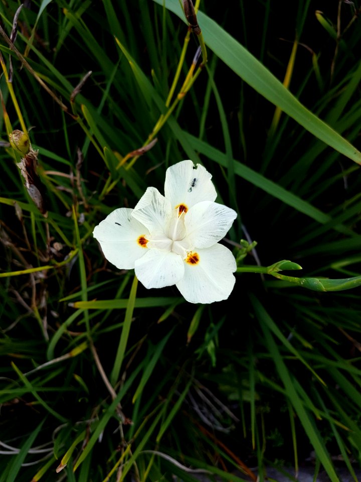 Flowers at Kirstenbosch botanical garden, Cape Town 32