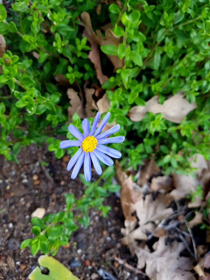 Flowers at Kirstenbosch botanical garden, Cape Town 26