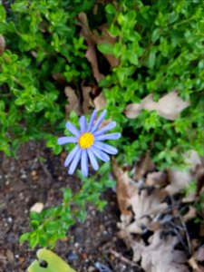 Flowers at Kirstenbosch botanical garden, Cape Town 26 photo