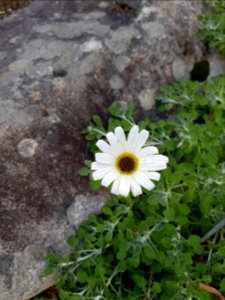 Flowers at Kirstenbosch botanical garden, Cape Town 20