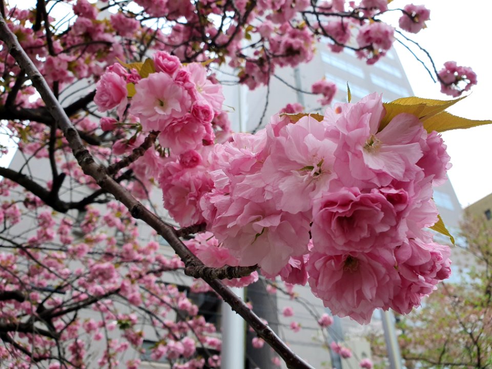 Flowers at Ebisu East Park