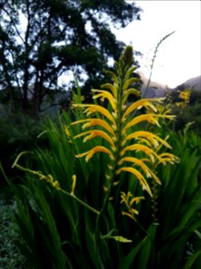 Flowers at Kirstenbosch botanical garden, Cape Town 29 photo