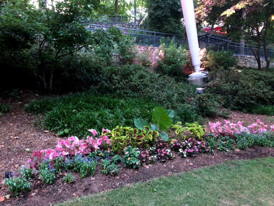 Flowers at Falls Park on the Reedy, Greenville SC June 2019