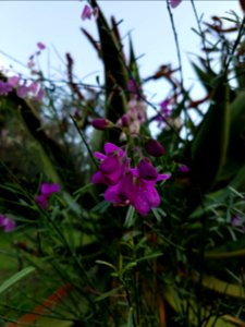 Flowers at Kirstenbosch botanical garden, Cape Town 33