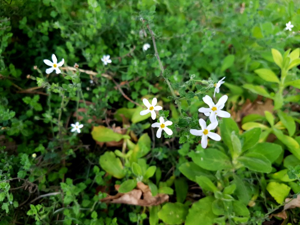 Flowers at Kirstenbosch botanical garden, Cape Town 19
