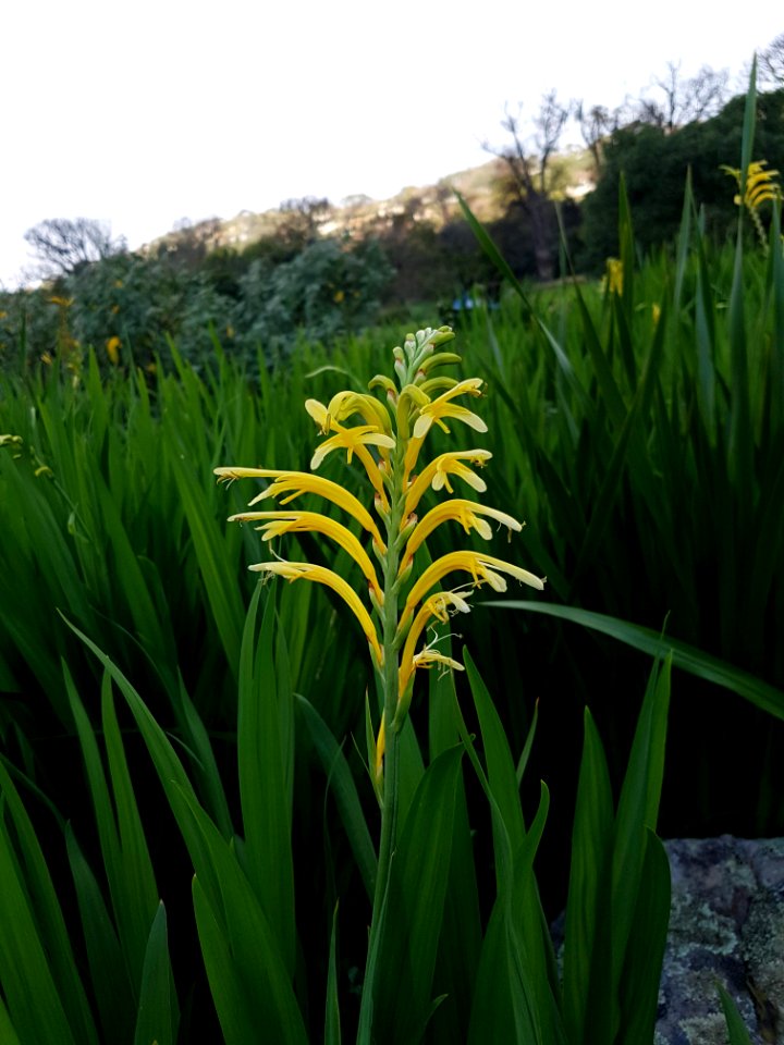 Flowers at Kirstenbosch botanical garden, Cape Town 06
