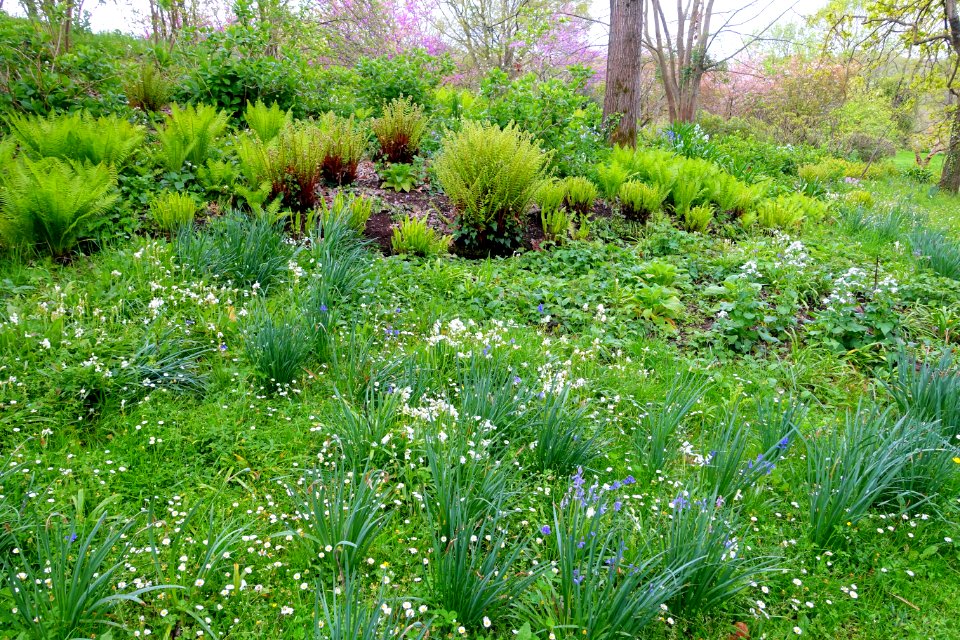 Flowers and ferns - Torrecchia Vecchia - Cisterna di Latina, Italy - DSC03291