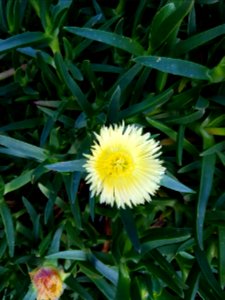Flowers at Kirstenbosch botanical garden, Cape Town 34