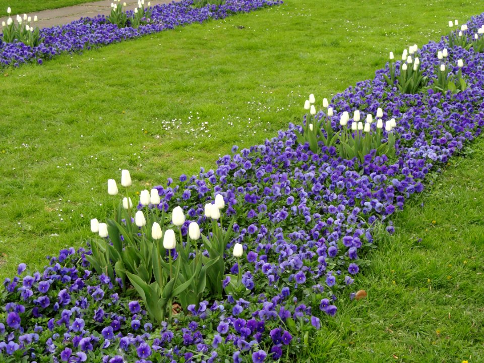 Flowers in Sankt Annæ Plads - Copenhagen - DSC07771